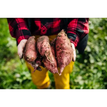 Organic Sweet Potato 